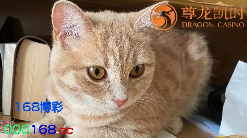 梦见猫的含义与象征